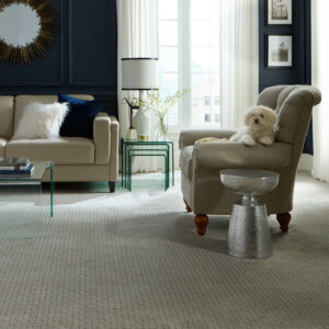 Puppy on couch | CarpetsPlus Of Wisconsin