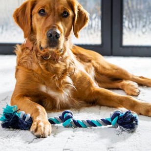 Dog siting on carpet | CarpetsPlus Of Wisconsin