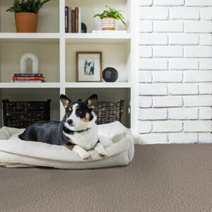 Pet carpet | CarpetsPlus Of Wisconsin