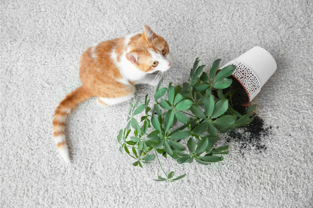 Carpet care | CarpetsPlus Of Wisconsin